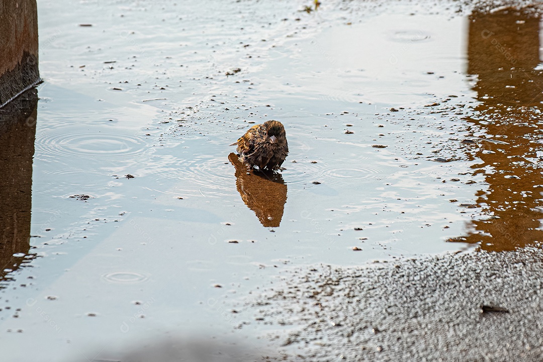 Macho adulto Pardal-doméstico Ave da espécie Passer domesticus