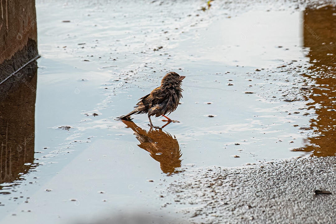 Macho adulto Pardal-doméstico Ave da espécie Passer domesticus