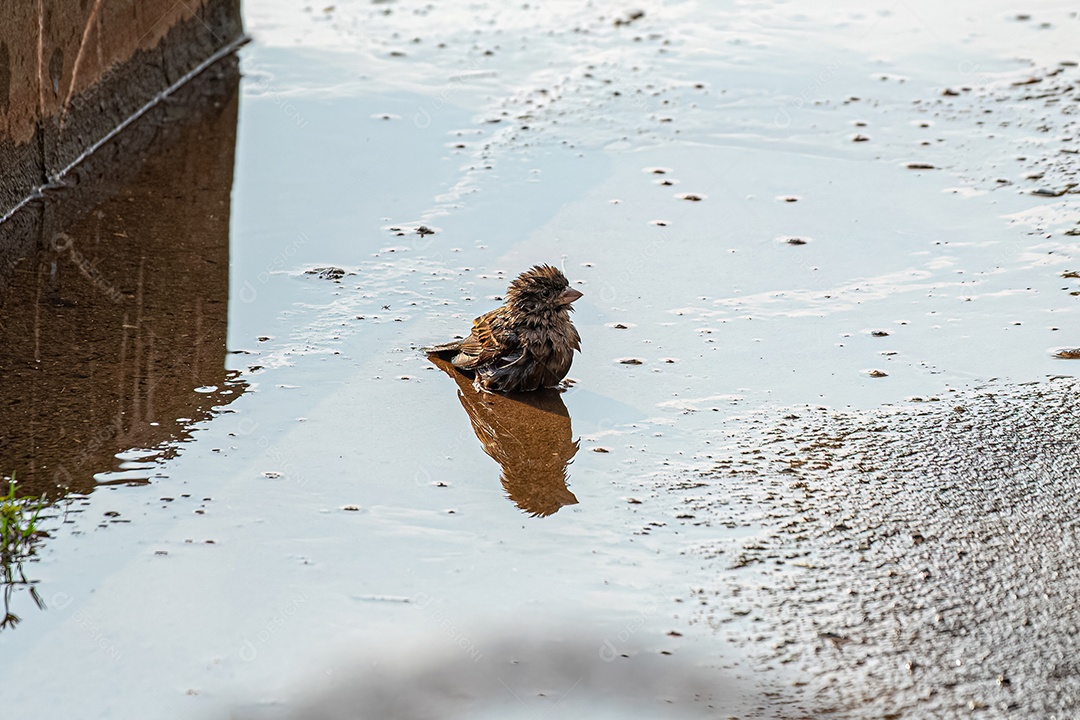 Macho adulto Pardal-doméstico Ave da espécie Passer domesticus