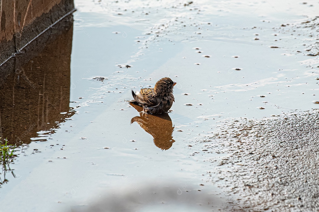 Macho adulto Pardal-doméstico Ave da espécie Passer domesticus