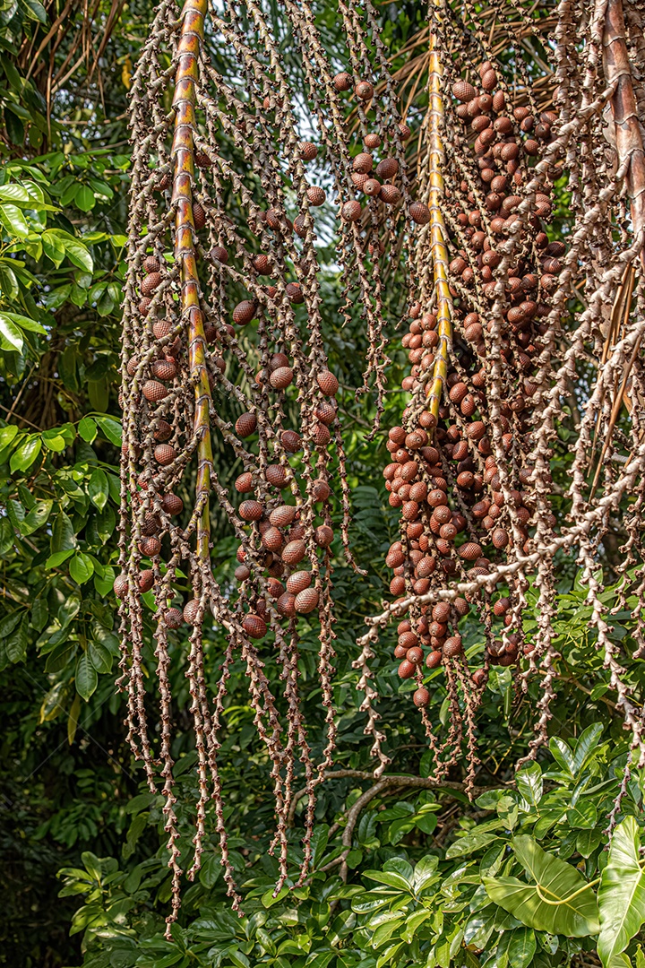 Frutos vermelhos da palmeira buriti