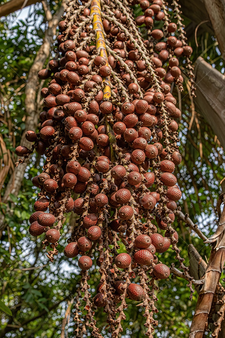 Frutos vermelhos da palmeira buriti