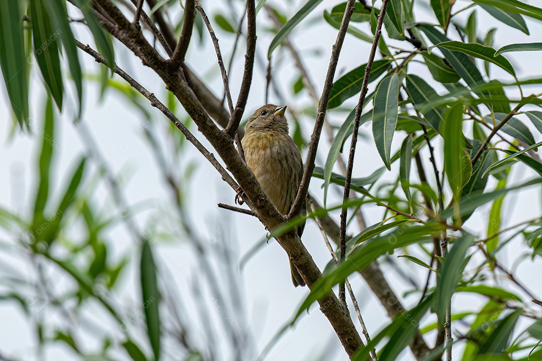 Fêmea Saffron Finch Ave da espécie Sicalis flaveola