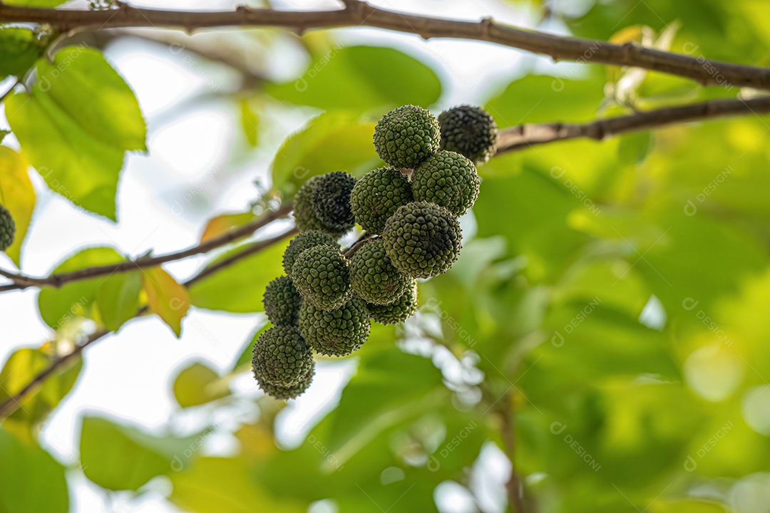 Olmo das Índias Ocidentais Planta da espécie Guazuma ulmifolia
