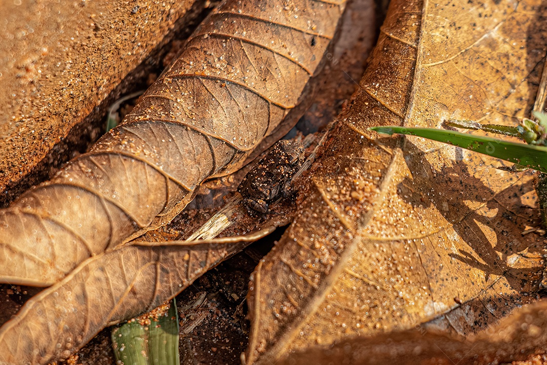 Sapo Cururu juvenil da espécie Rhinella diptycha