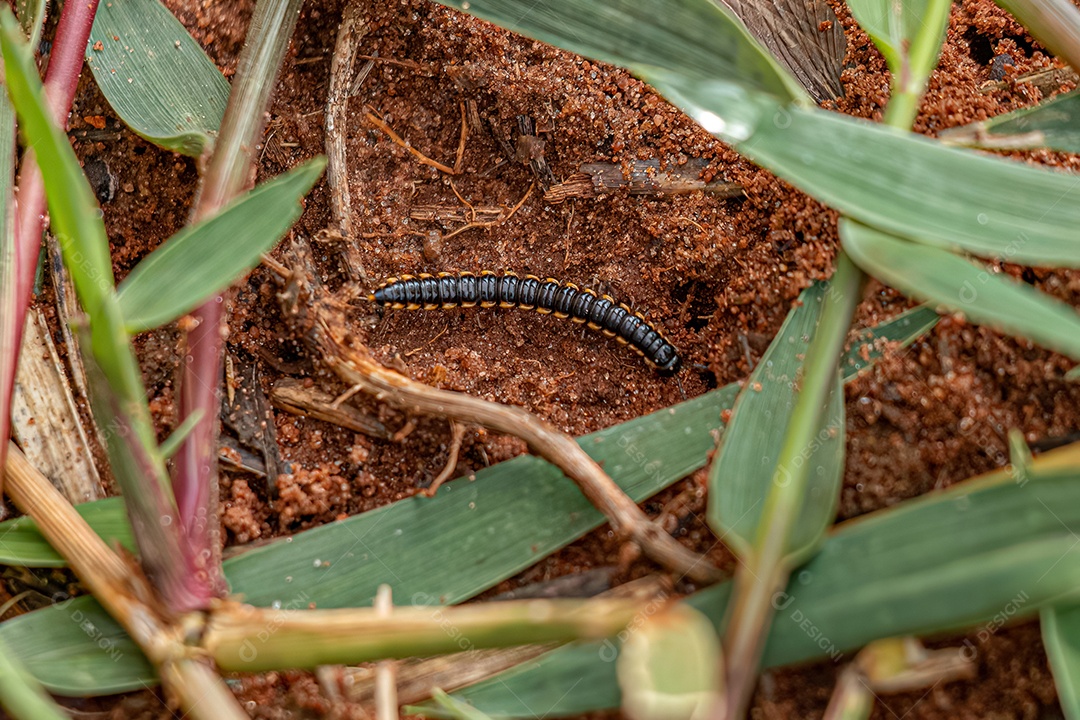 Pequeno milípede de flange longa da família Paradoxosomatidae