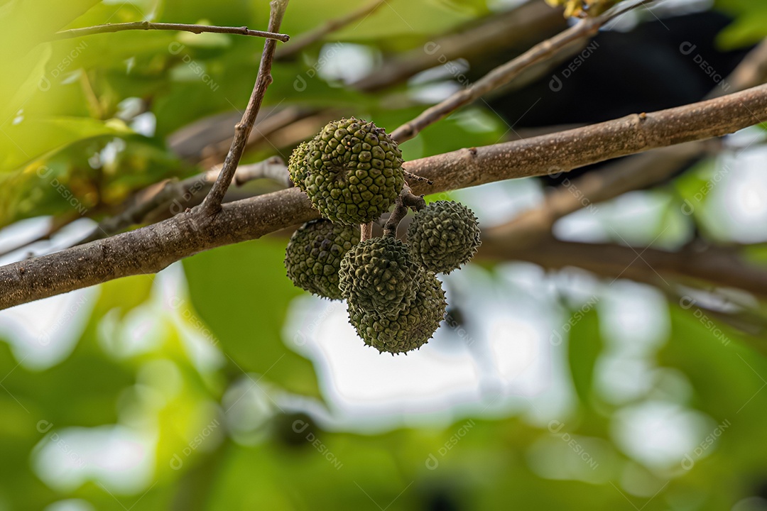 Olmo das Índias Ocidentais Planta da espécie Guazuma ulmifolia