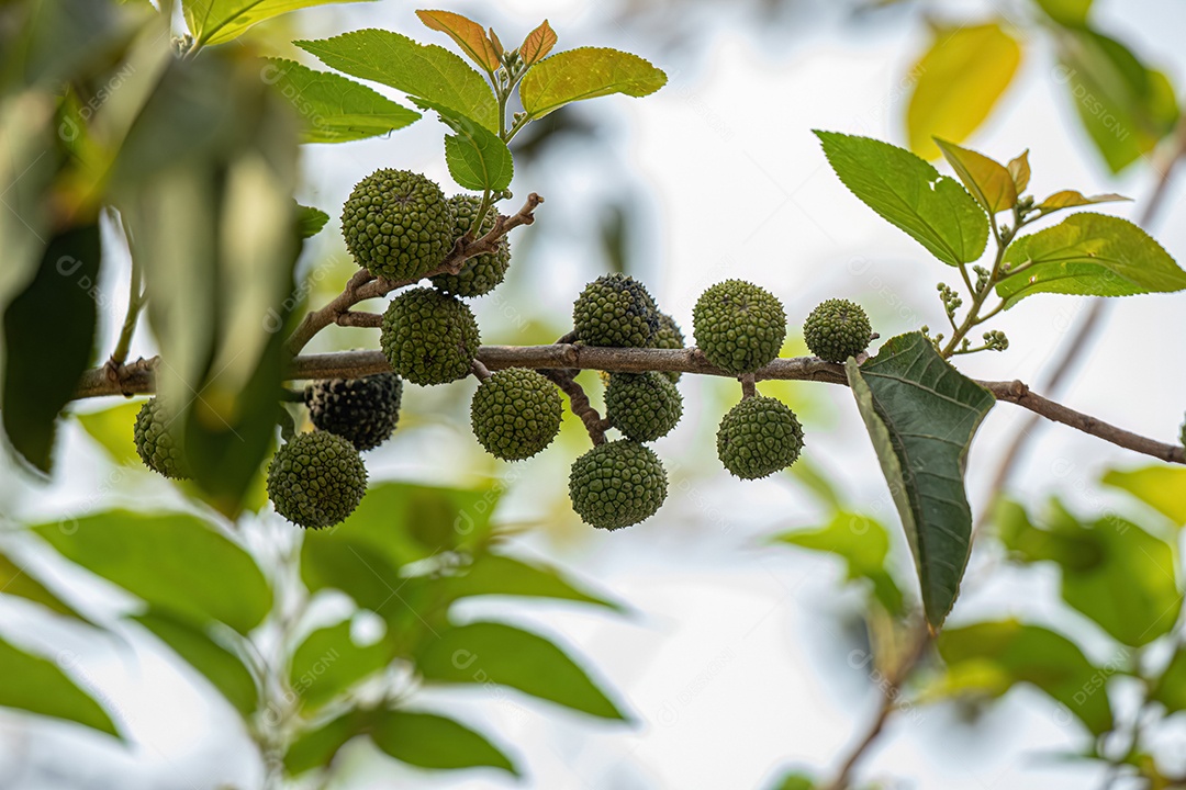 Olmo das Índias Ocidentais Planta da espécie Guazuma ulmifolia