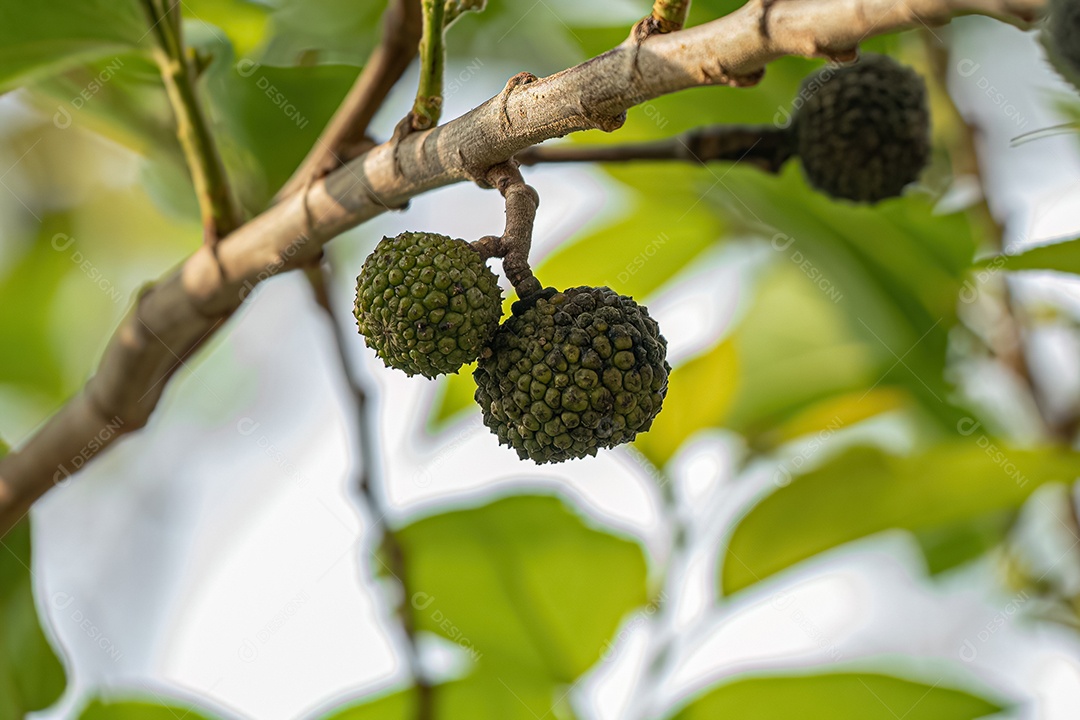 Olmo das Índias Ocidentais Planta da espécie Guazuma ulmifolia