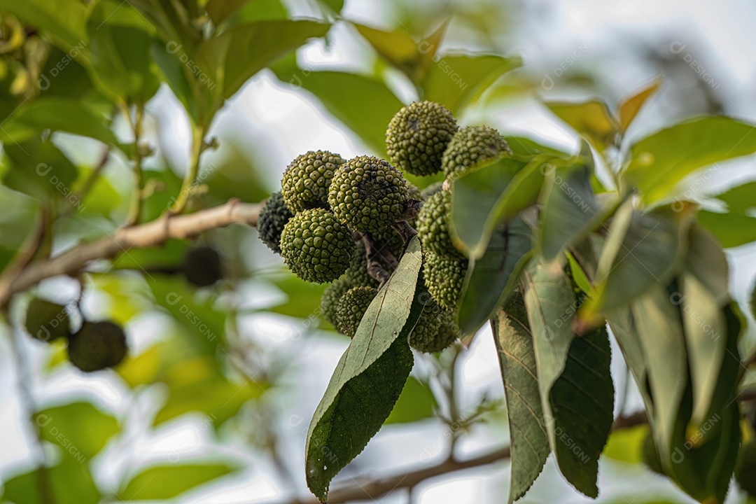 Olmo das Índias Ocidentais Planta da espécie Guazuma ulmifolia