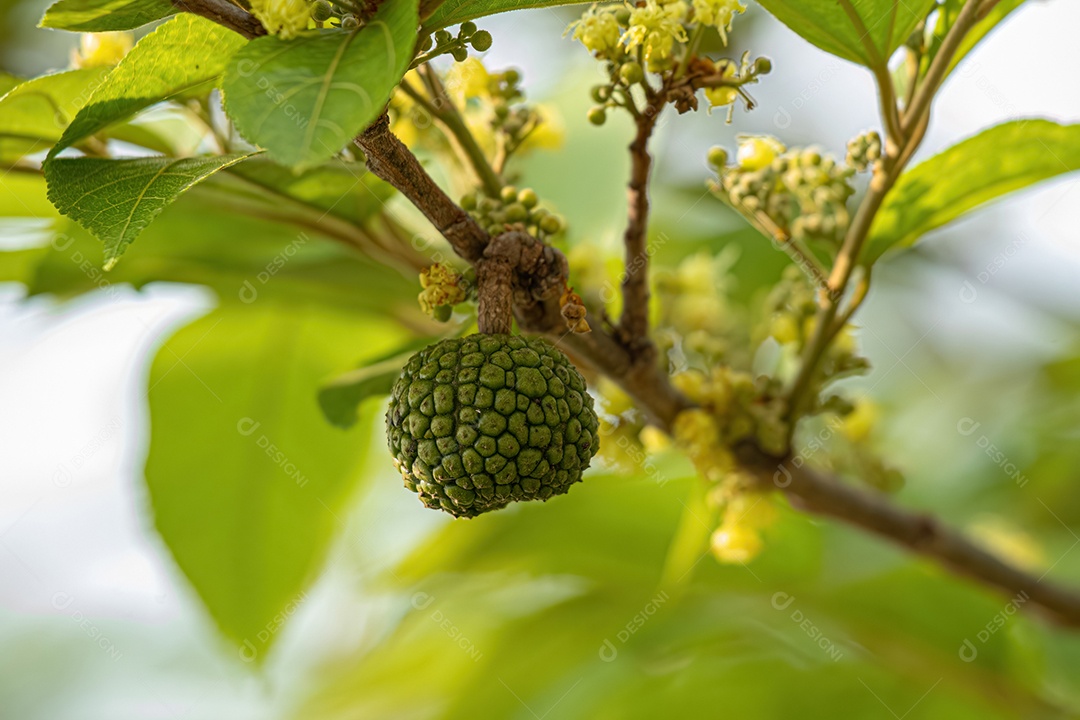 Olmo das Índias Ocidentais Planta da espécie Guazuma ulmifolia