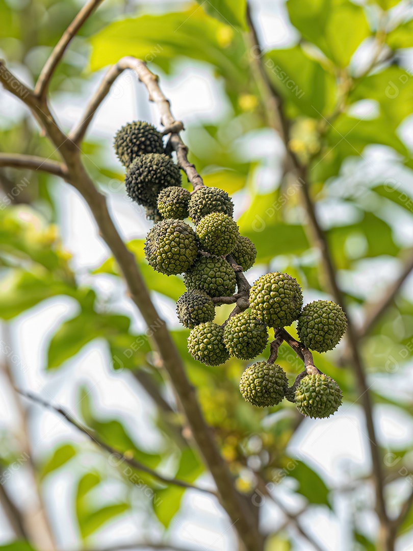 Olmo das Índias Ocidentais Planta da espécie Guazuma ulmifolia