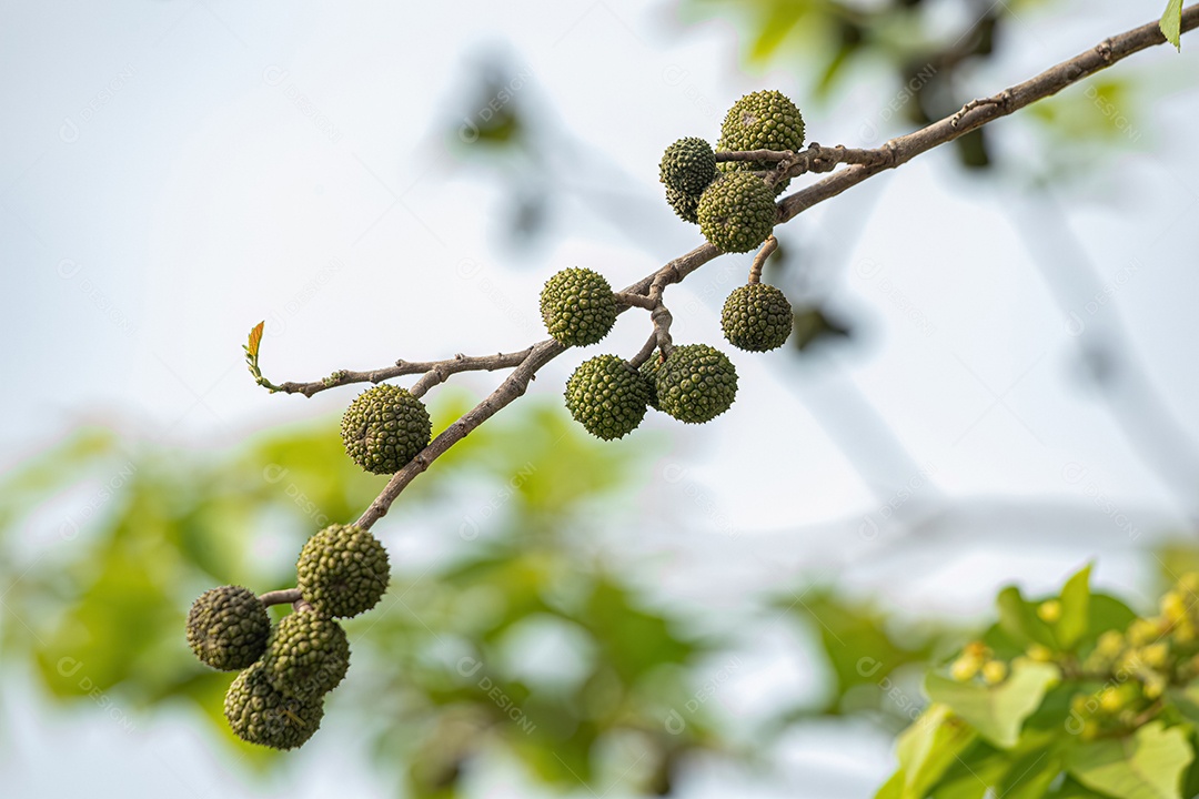 Olmo das Índias Ocidentais Planta da espécie Guazuma ulmifolia