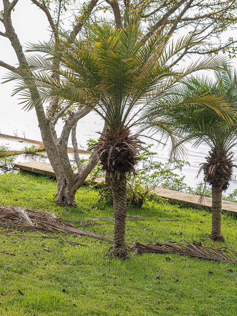 Tamareira-pigmeu da espécie Phoenix roebelenii