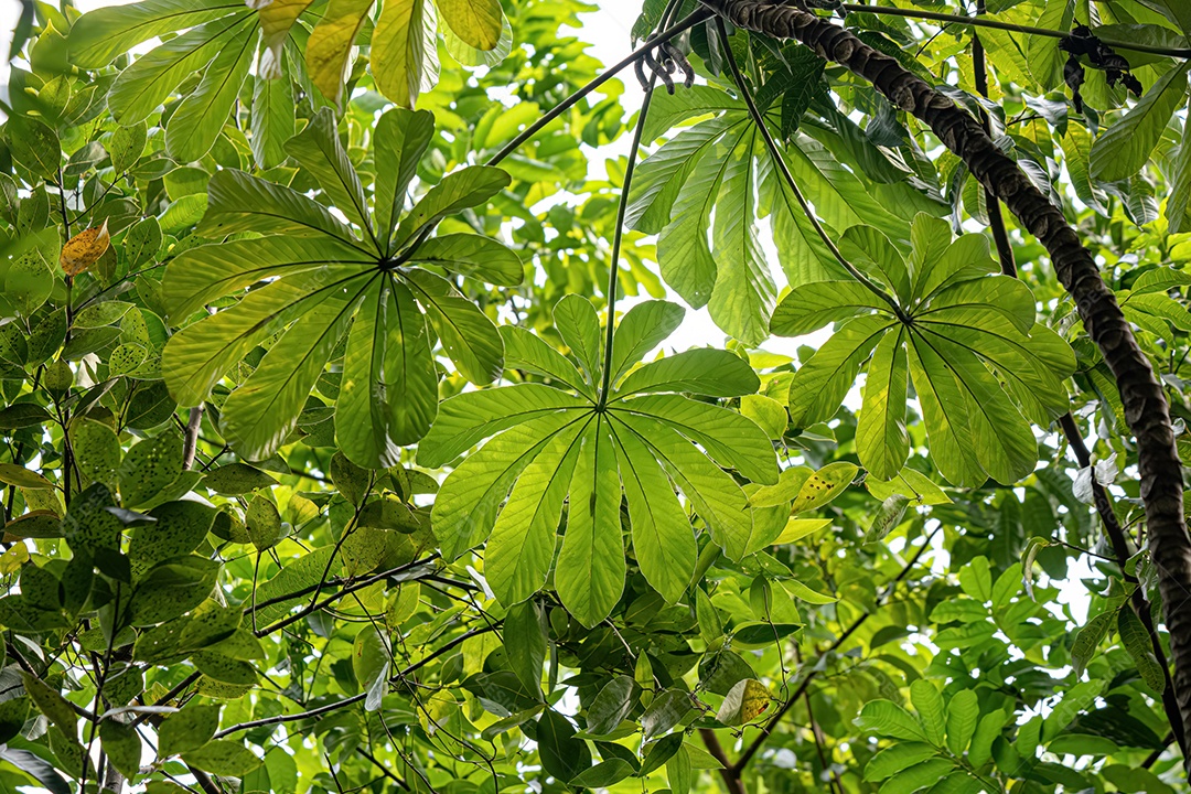 Figueira angiosperma do gênero