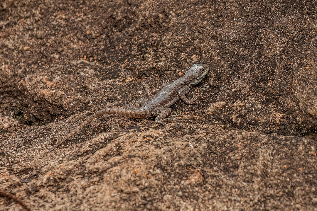 Pequeno lagarto terrestre do gênero Tropidurus