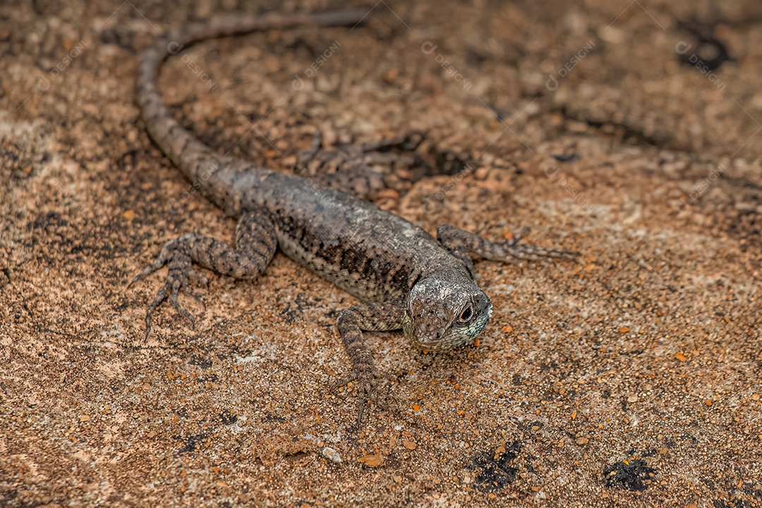 Pequeno lagarto terrestre do gênero Tropidurus