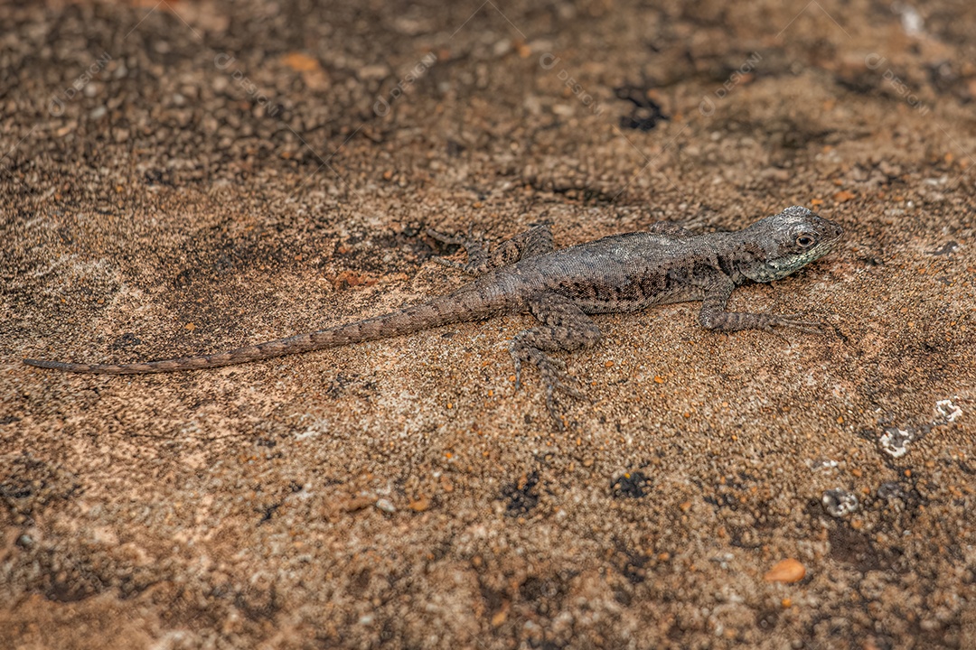 Pequeno lagarto terrestre do gênero Tropidurus