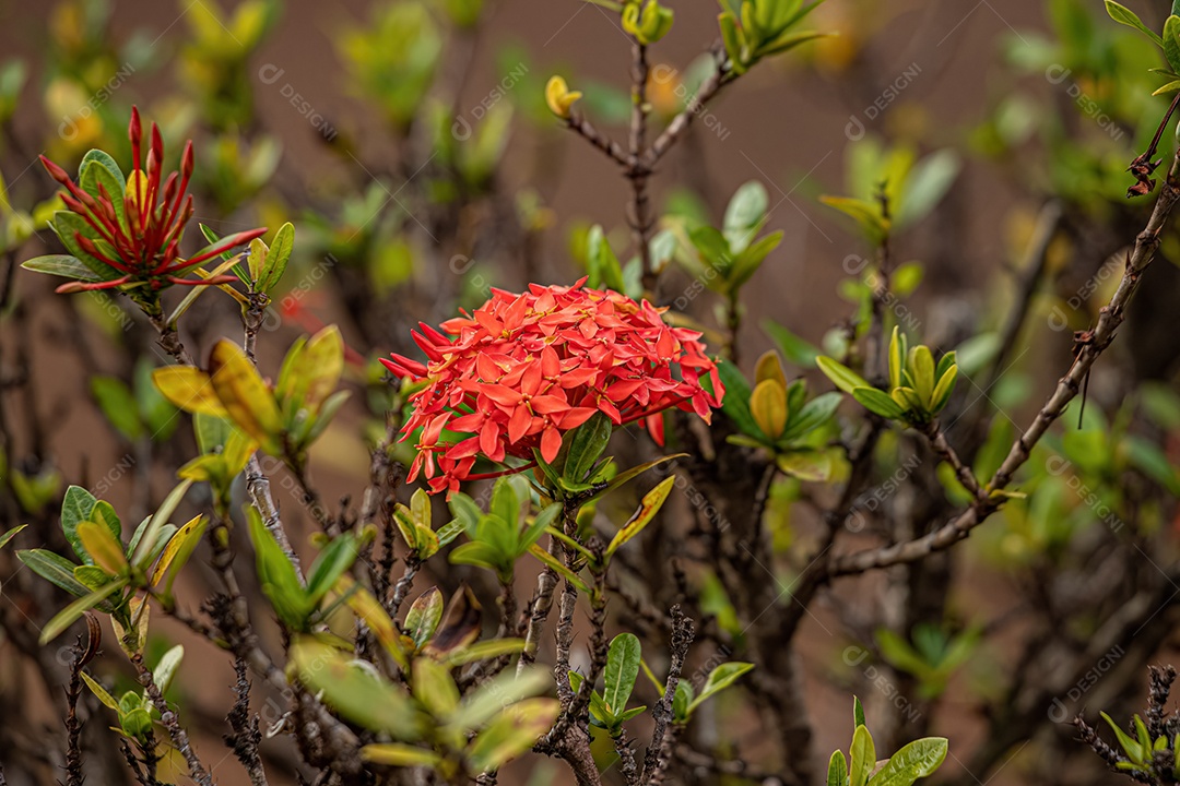 Jungle Flame Plant Flor da espécie Ixora coccinea