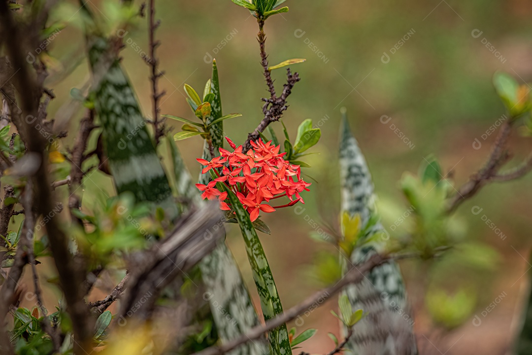 Jungle Flame Plant Flor da espécie Ixora coccinea