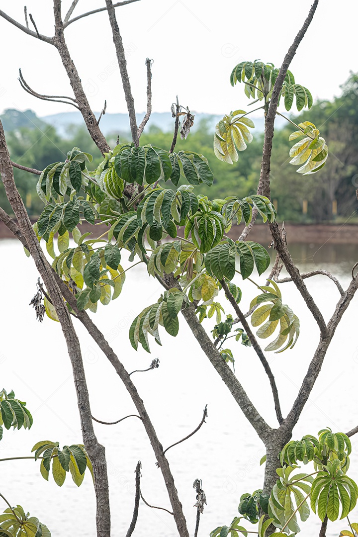 Folhas de abóbora da espécie Cecropia pachystachya