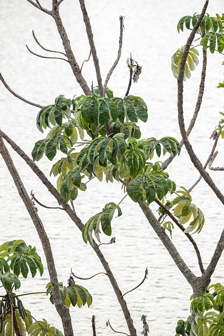 Folhas de abóbora da espécie Cecropia pachystachya