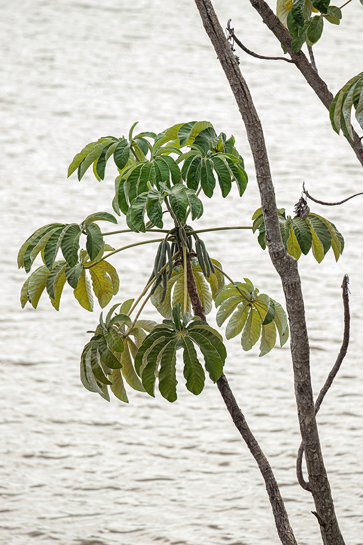 Folhas de abóbora da espécie Cecropia pachystachya