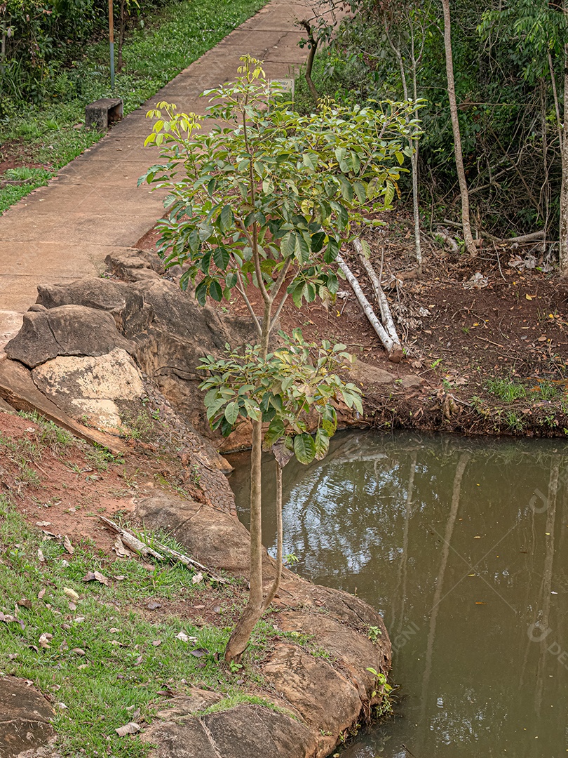 Poui Rosa Árvore da espécie Tabebuia rosea