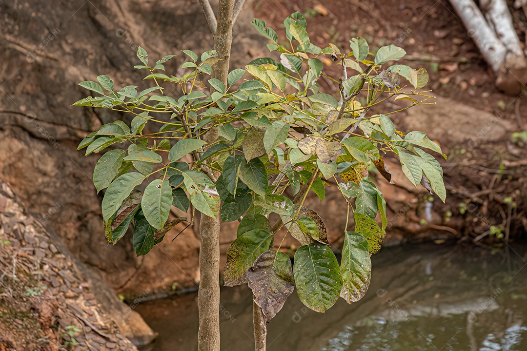 Poui Rosa Árvore da espécie Tabebuia rosea