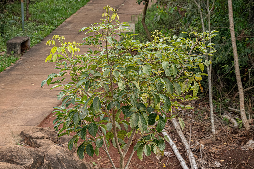 Poui Rosa Árvore da espécie Tabebuia rosea