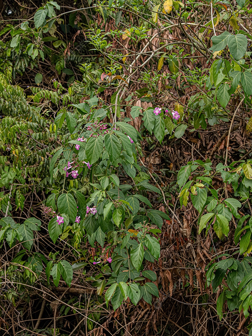 Figueira angiosperma do gênero
