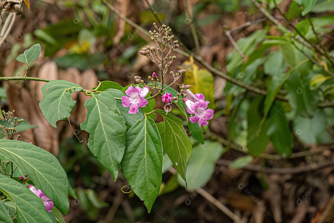 Galhos de arvore sobre floresta selva natureza