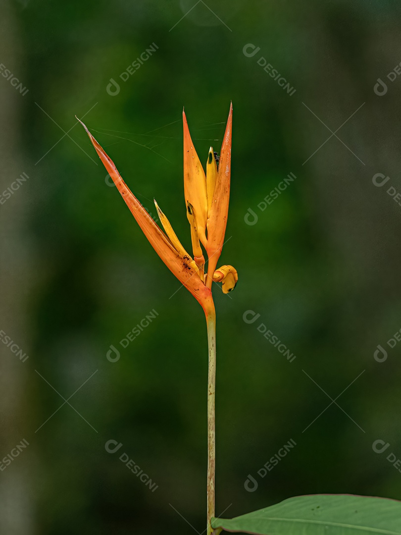 Floração Angiosperma Planta da espécie Heliconia hirsuta