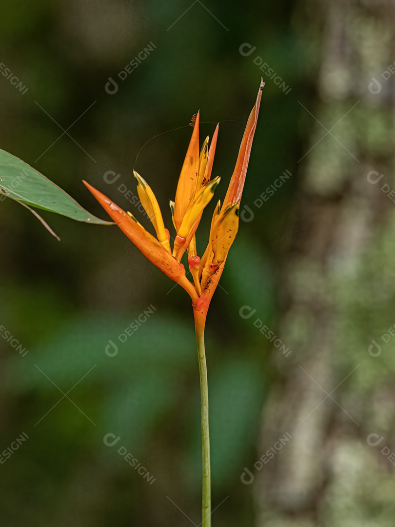Floração Angiosperma Planta da espécie Heliconia hirsuta