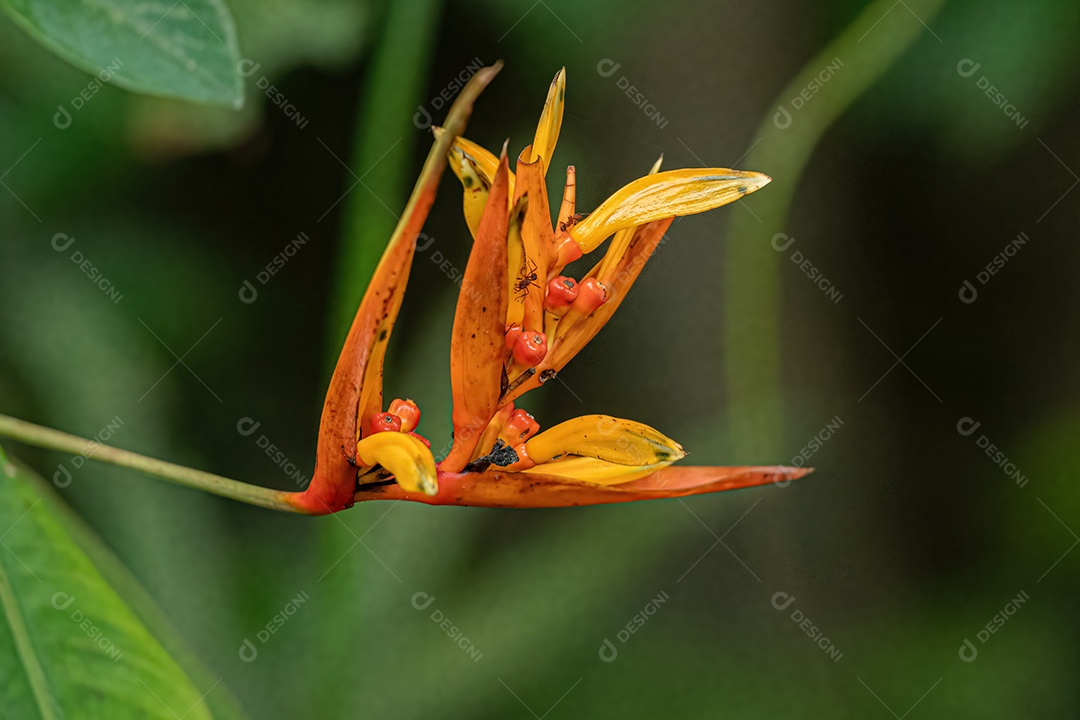 Floração Angiosperma Planta da espécie Heliconia hirsuta
