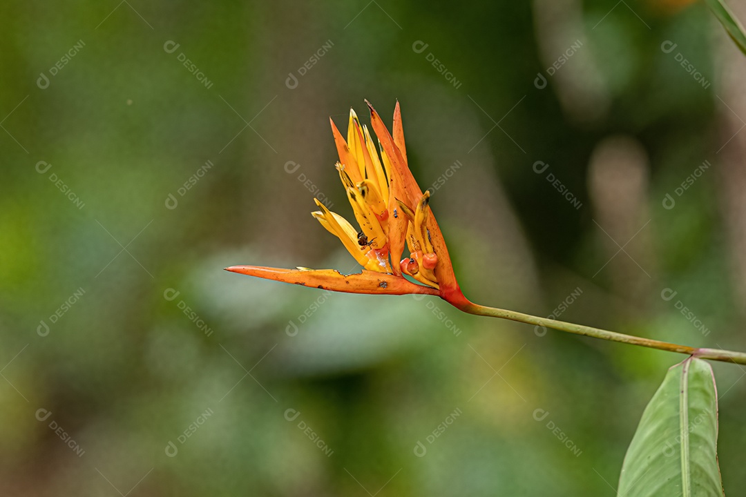 Floração Angiosperma Planta da espécie Heliconia hirsuta