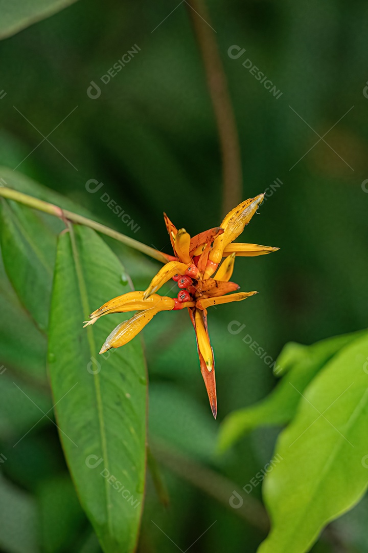 Floração Angiosperma Planta da espécie Heliconia hirsuta