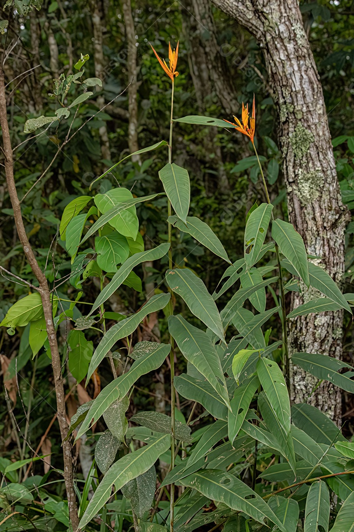 Floração Angiosperma Planta da espécie Heliconia hirsuta