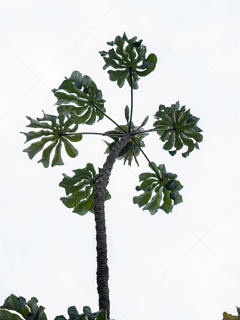 Folhas de abóbora da espécie Cecropia pachystachya