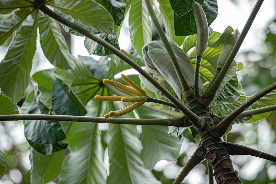 Galhos de arvore sobre floresta sobre dia ensolarado