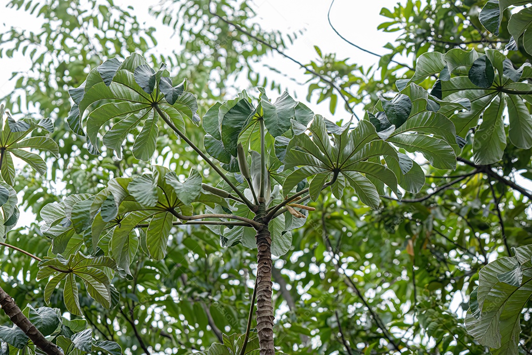 Pequenos ramos floridos da árvore frutífera de manga em close