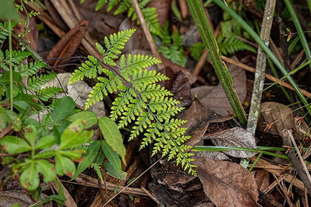 Folhas de samambaia Silverback do gênero Pityrogramma
