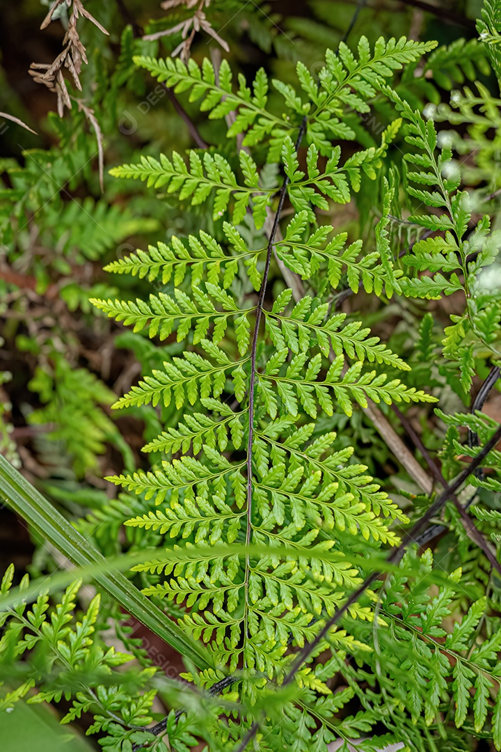 Folhas de samambaia Silverback do gênero Pityrogramma