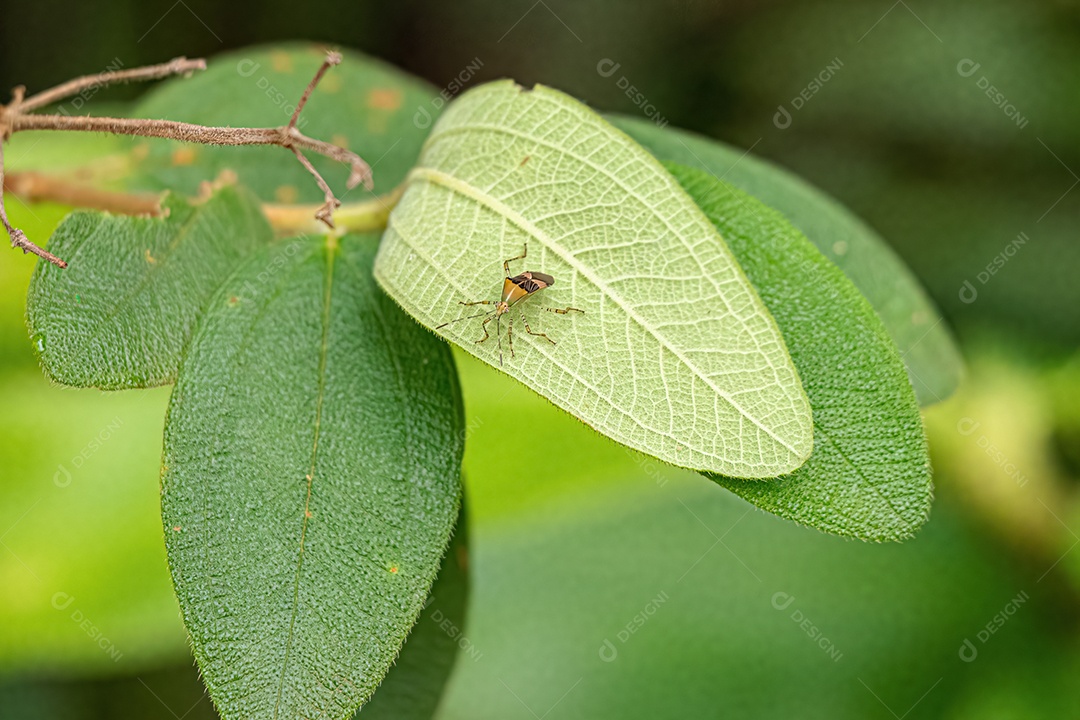 Inseto adulto da espécie Hypselonotus fulvus