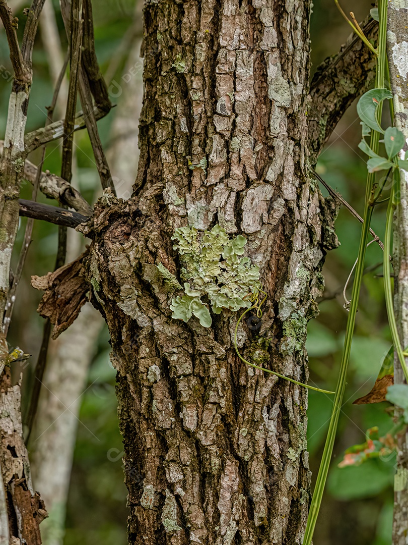 Líquen Escudo Pequeno da Família Parmeliaceae