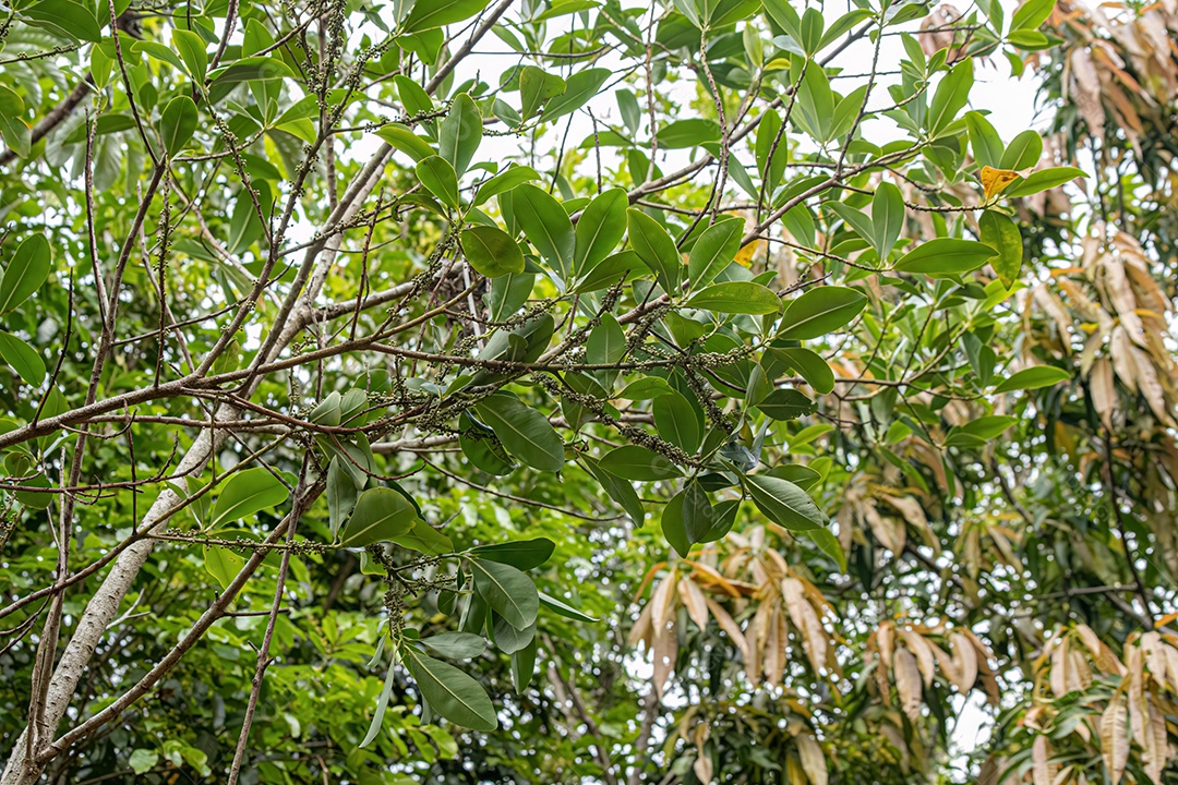 Colicwood Angiosperma Árvore do Gênero Myrsine