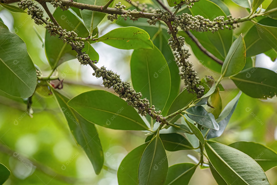 Colicwood Angiosperma Árvore do Gênero Myrsine