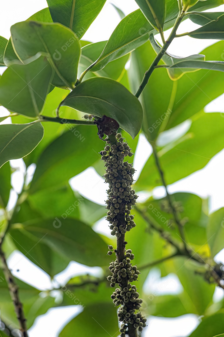 Colicwood Angiosperma Árvore do Gênero Myrsine