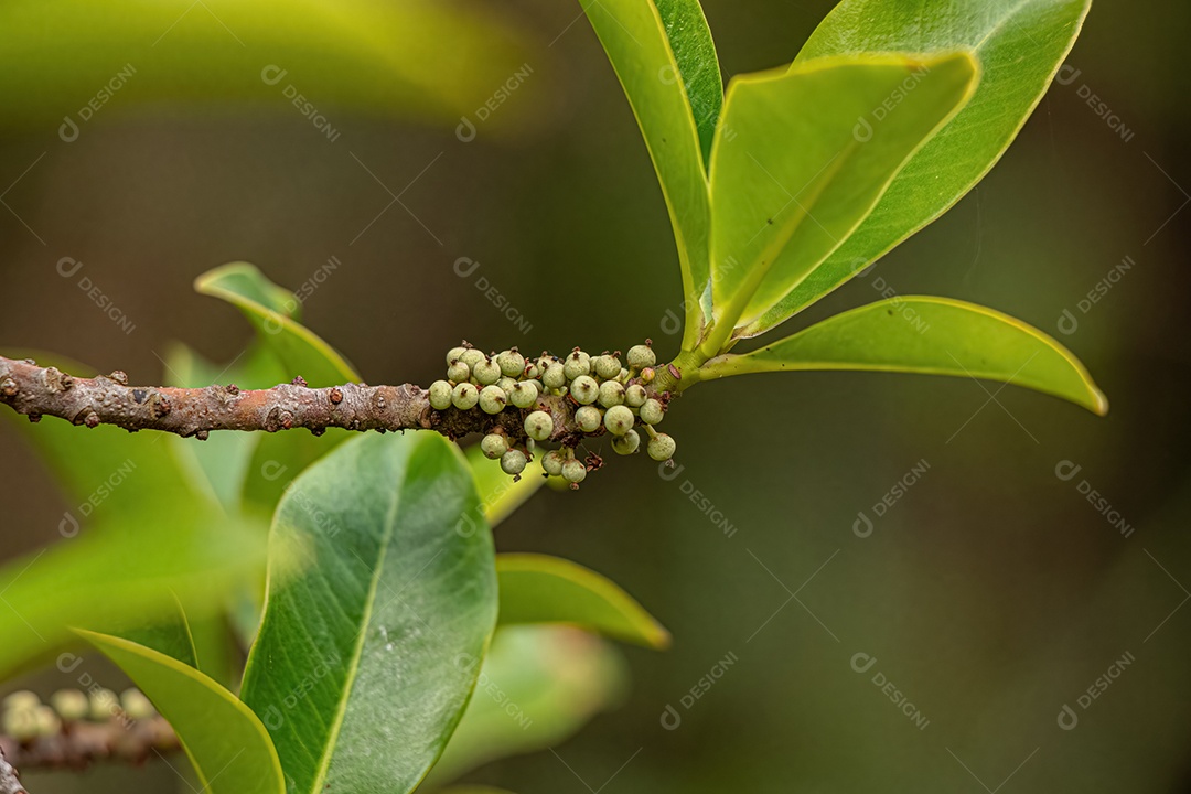 Colicwood Angiosperma Árvore do Gênero Myrsine