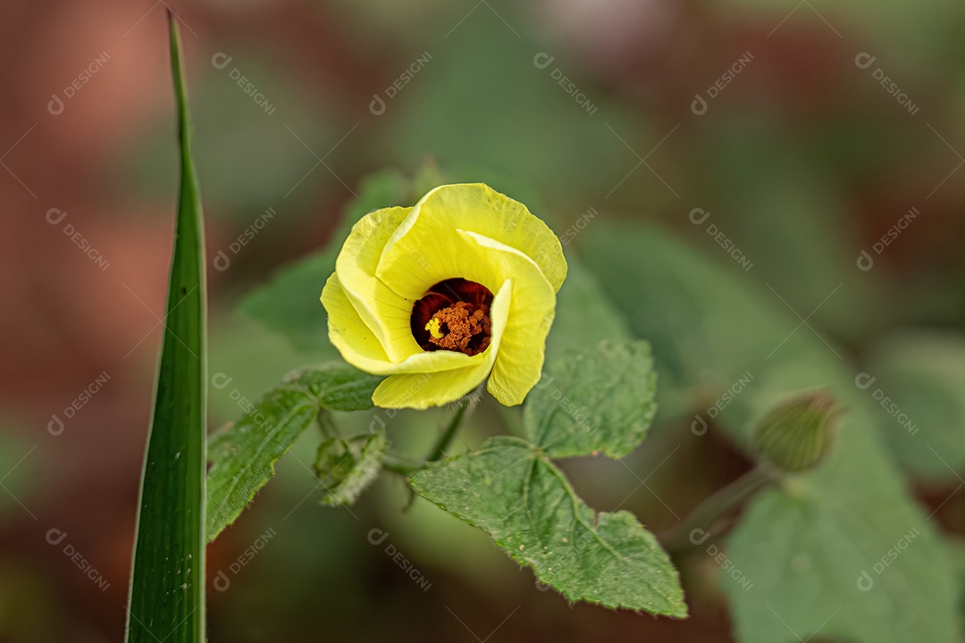 Pequena planta com flor de Swampmallow da espécie Pavonia cancellata